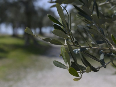 Olive bonsai (miniature forms)