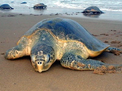 Olive ridley