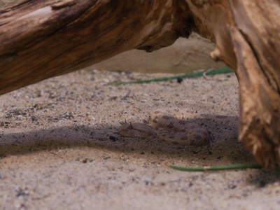 Oman saw-scaled viper