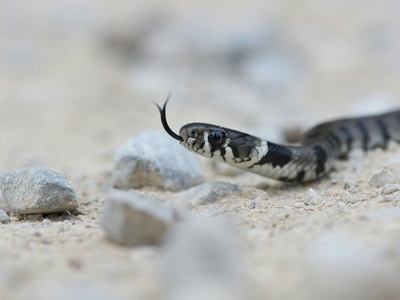 Omani saw-scaled viper (general group)