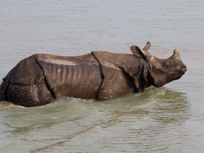One-horned rhinoceros
