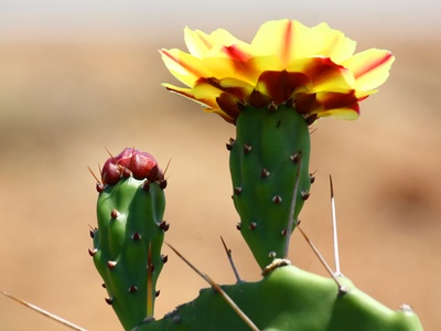 Opuntia (prickly pear)