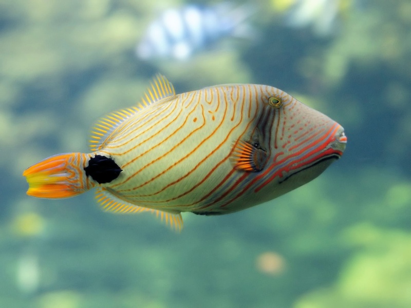 The Complete List of Fish of Israel - Flora Fauna Fun