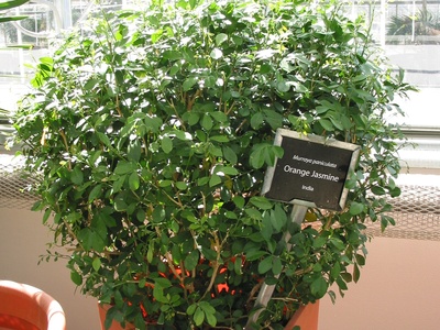 Orange jasmine