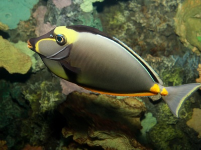Orangespine Unicornfish