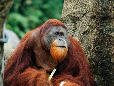 Orangutan