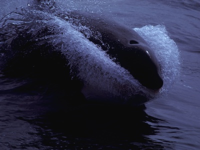 Orca