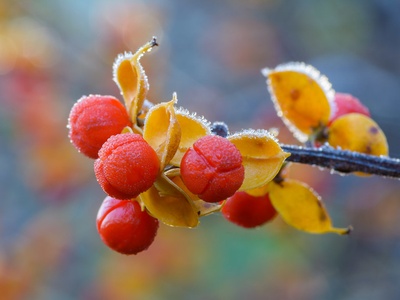 Oriental bittersweet