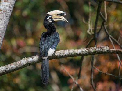 Oriental Pied Hornbill