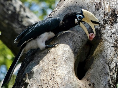 Oriental Pied Hornbill