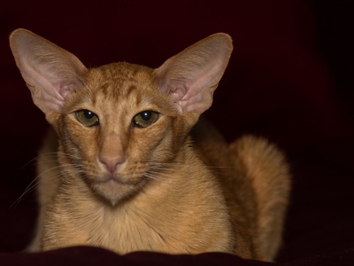 Oriental Shorthair