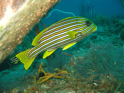Oriental sweetlips