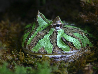 Ornate Frog
