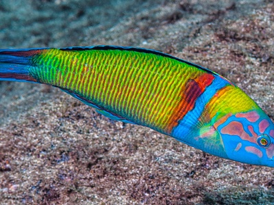 Ornate wrasse