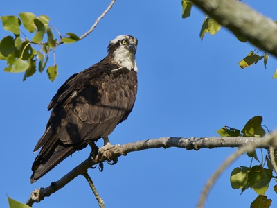 Osprey