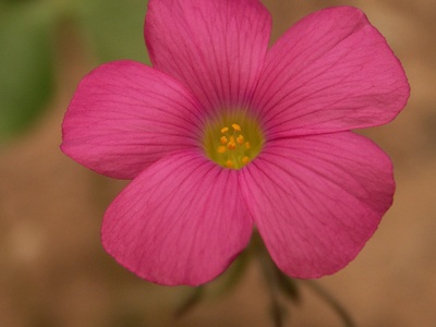 Oxalis (Pink-flowered)