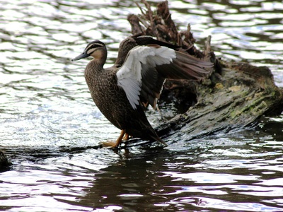 Pacific Black Duck