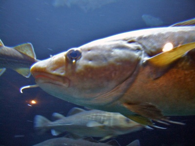 Pacific cod