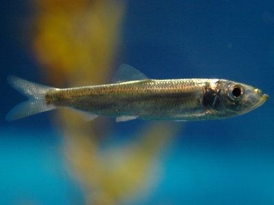 Pacific herring
