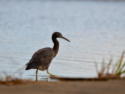Pacific reef heron