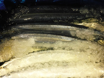 Pacific saury