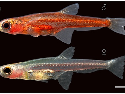 Paedocypris carbunculus