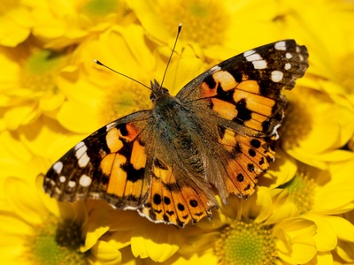 Painted lady butterfly