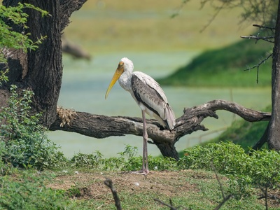 Painted Stork