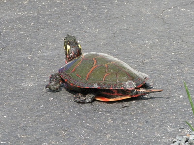 Painted wood turtle