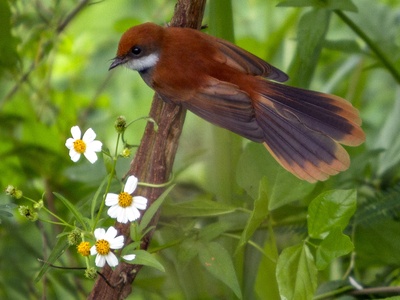 Palau fantail