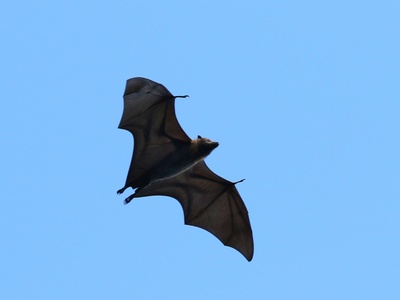 Palau Flying Fox