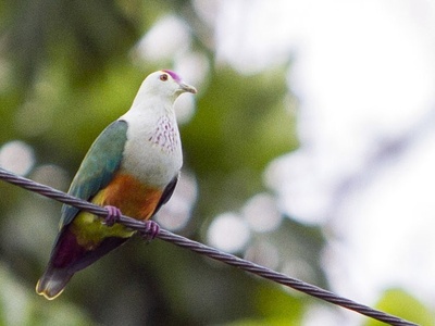 Palau fruit dove