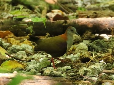 Palau Ground Dove