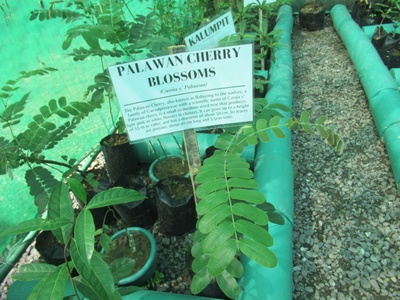 Palawan Cherry
