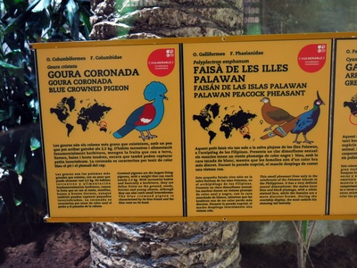 Palawan peacock-pheasant