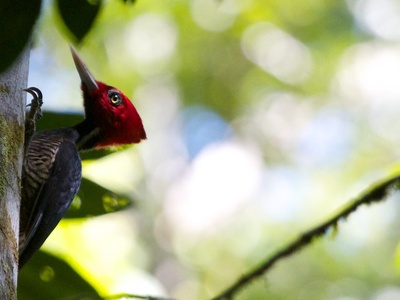 Pale‑billed Woodpecker