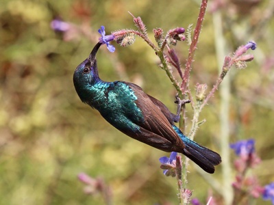 Palestine sunbird