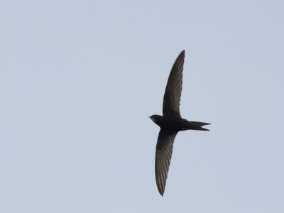 Pallid Swift