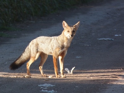 Pampas fox