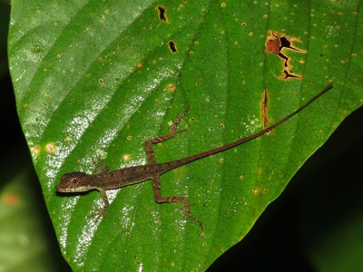 Panama anole