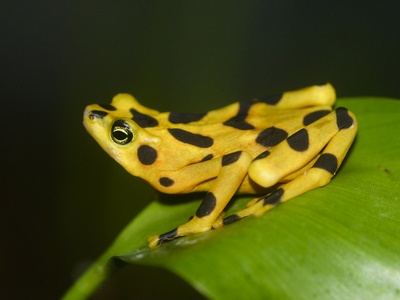 Panamanian golden frog