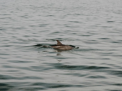 Pantropical Spotted Dolphin