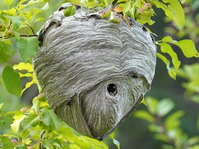 Paper wasps/Yellowjackets