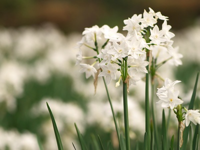 Paperwhite narcissus