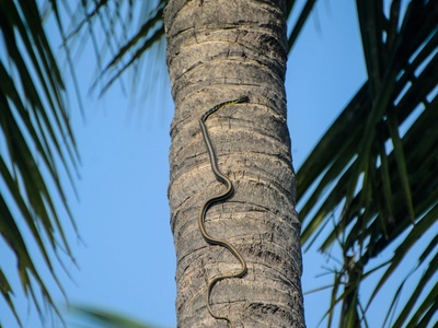 Paradise Tree Snake