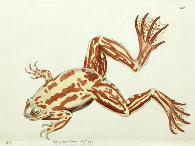Paradoxical Frog
