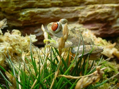 Parker's Tree Frog