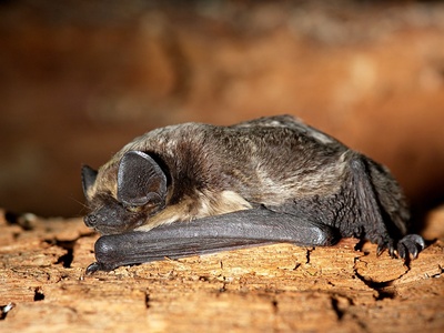 Parti-coloured bat