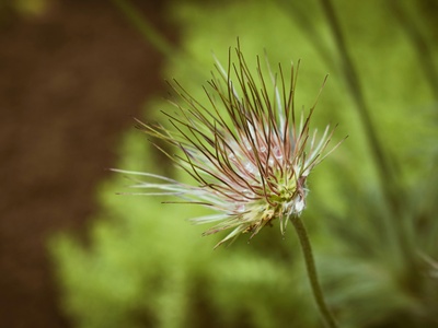 Pasque flower