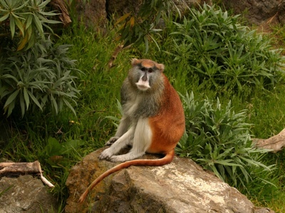 Patas Monkey